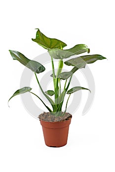 Full `Alocasia Cucullata` or `Elephant Ear` tropical houseplant in flower pot on white background