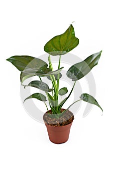 Full `Alocasia Cucullata` or `Elephant Ear` tropical houseplant in flower pot on white background