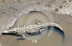 Full American Crocodile