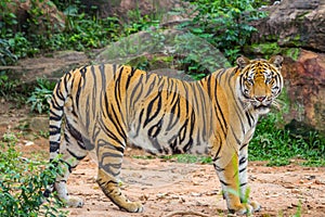 Full Bady of Royal Bengal tiger