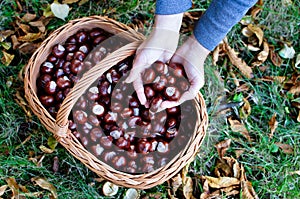 Full basket of chestnuts