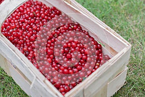 A full basket of fresh red currants, picked in the garden.