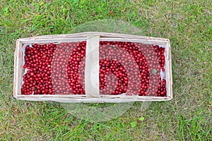 A full basket of fresh red currants, picked in the garden.