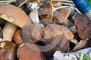 Full basket of mushrooms. The result of the successful collection of edible mushrooms in autumn forest.