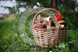 A full basket of mushrooms with rowen berries photo