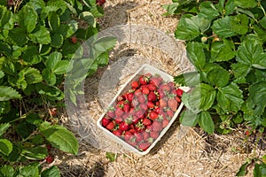 Full basket of strawberries between rows of strawberry plants