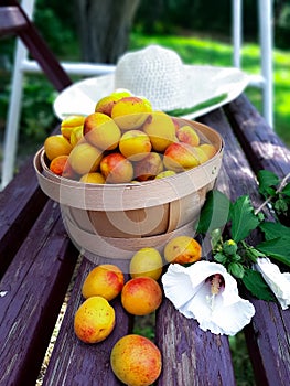 A full basket of yellow ripe apricot stands on a bench in the garden