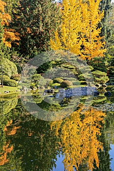 Full of beautiful fall colors at Japanese Garden, Seattle Washington