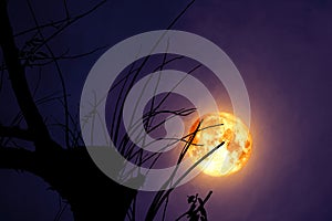 full Beaver Moon back on dark cloud on silhouette dry tree and the night sky