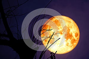 full Beaver Moon back on dark cloud on silhouette dry tree and the night sky