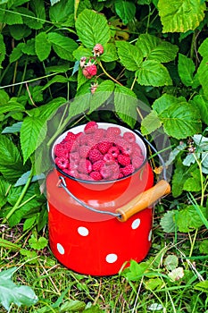 Full bidon of ripe raspberries photo
