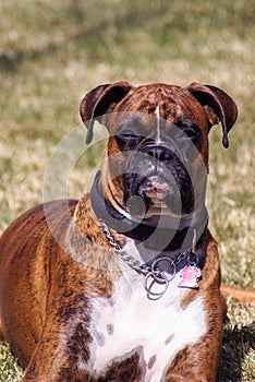 Full blood Boxer laying in the warm spring sun.