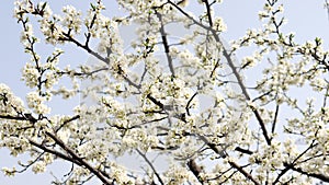 The full blooded pear blossom of a warm spring day.