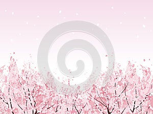 Full bloom of beautiful Cherry blossom trees