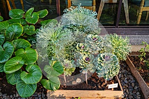 Full bloom beautiful green purple ornamental cabbage vegetable in garden plot among green leaves environment