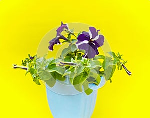 Full bloom blue Petunia, Solanales, a delicate flower, bush petunias- yellow background. Flower bed. The cultivation of flowers. photo
