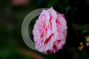 Full bloom camellia blossom in Taiwan