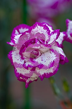 Full Bloom carnation