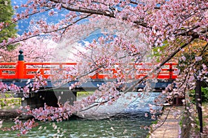 Full bloom cherry blossom with blowing sakura petals at Okasaki Canal in Kyoto, Japan