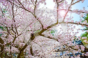 Full bloom Cherry Blossom at Hirosaki park, Japan