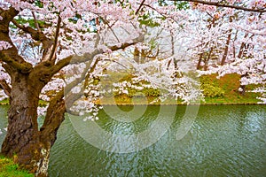 Full bloom Cherry Blossom at Hirosaki park, Japan