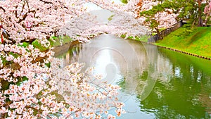 Full bloom Cherry Blossom at Hirosaki park, Japan