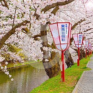 Full bloom Cherry Blossom at Hirosaki park, Japan