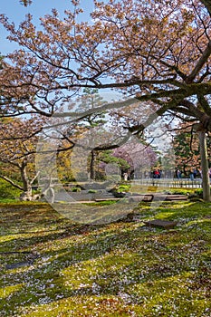 Full bloom cherry blossom in Kenrokuen Garden, Kanazawa, Japan