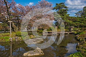 Full bloom cherry blossom in Kenrokuen Garden, Kanazawa, Japan