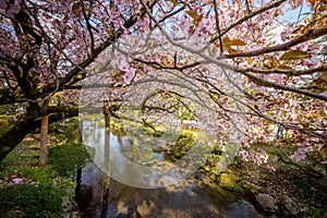 Full bloom cherry blossom in Kenrokuen Garden, Kanazawa, Japan