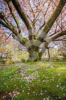 Full bloom cherry blossom in Kenrokuen Garden, Kanazawa, Japan