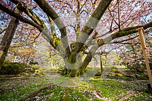 Full bloom cherry blossom in Kenrokuen Garden, Kanazawa, Japan