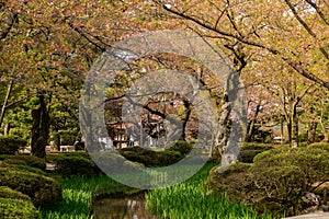 Full bloom cherry blossom in Kenrokuen Garden, Kanazawa, Japan