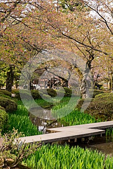 Full bloom cherry blossom in Kenrokuen Garden, Kanazawa, Japan