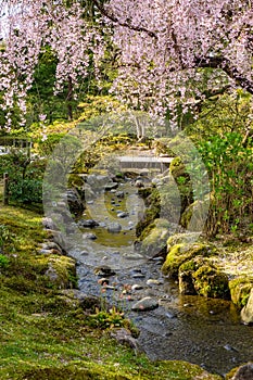 Full bloom cherry blossom in Kenrokuen Garden, Kanazawa, Japan