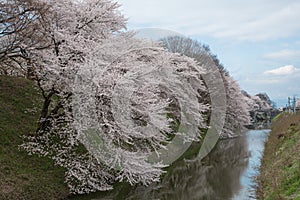 The full bloom Cherry-blossom trees along Kajo castle moats.