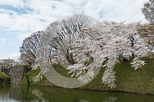 The full bloom Cherry-blossom trees along Kajo castle moats.