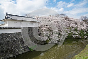 The full bloom Cherry-blossom trees along the Kajo castle moats