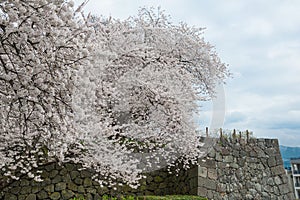 The full bloom Cherry-blossom trees and Kajo castle wall.