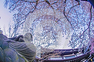 Full bloom of the cherry tree and Kamakura Hasedera landscape