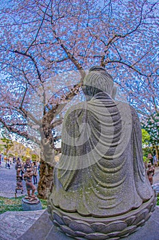 Full bloom of the cherry tree and Kamakura Hasedera landscape