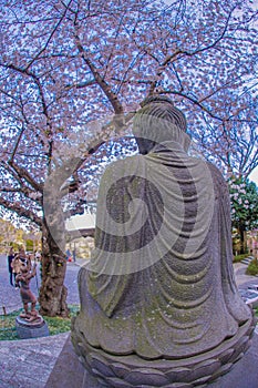 Full bloom of the cherry tree and Kamakura Hasedera landscape