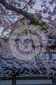 Full bloom of the cherry tree and Kamakura Hasedera landscape