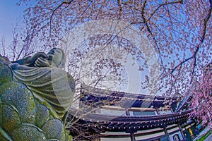 Full bloom of the cherry tree and Kamakura Hasedera landscape