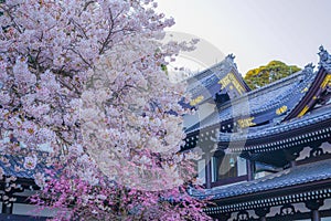 Full bloom of the cherry tree and Kamakura Hasedera landscape