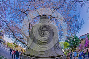 Full bloom of the cherry tree and Kamakura Hasedera landscape