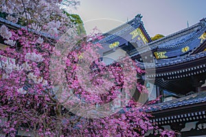 Full bloom of the cherry tree and Kamakura Hasedera landscape