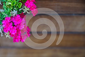 Full bloom deep pink purple magenta wild flower and green leaves foreground on blurred wooden timber plank copy space background