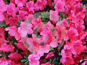 Full bloom elegant pink azalea flowers