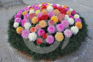 Multicolour Dahlia photo